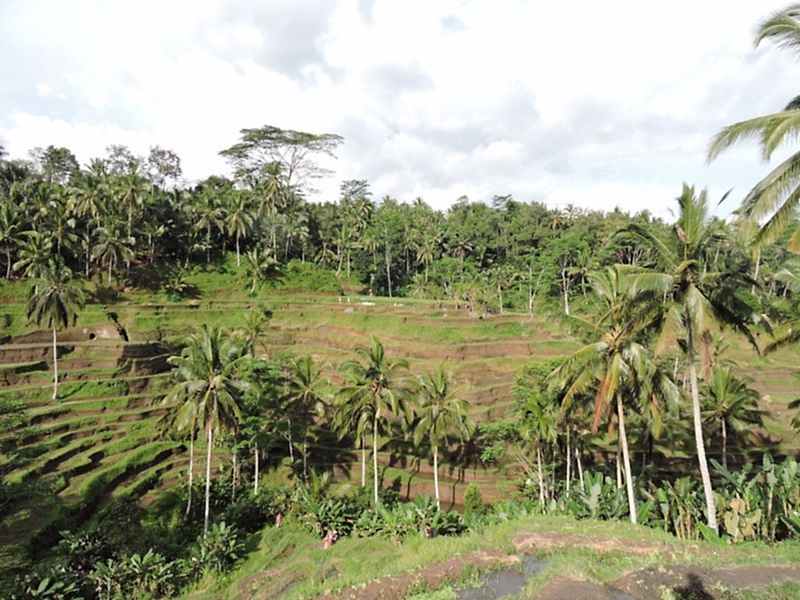 Ubud Gezilecek Yerler
